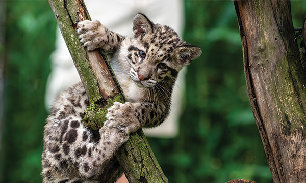 Baby leopard seen hanging from a tree