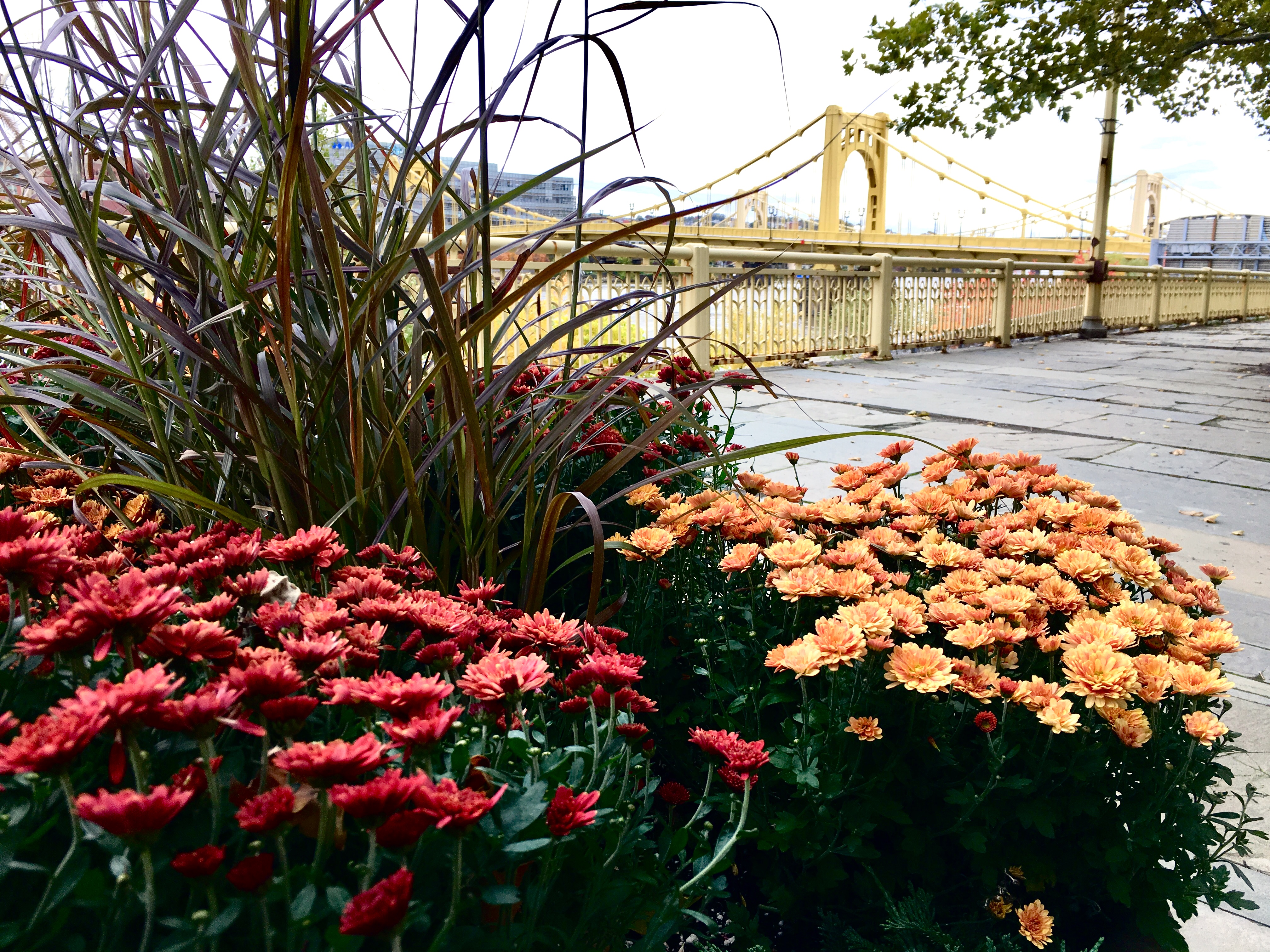 Red and yellow mums in large planters in front of a yellow bridge in Downtown Pittsburgh.