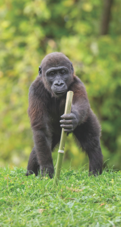A picture of a gorilla at the Pittsburgh Zoo & Aquarium